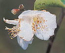 Camellia fraterna VngcoL