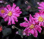 Anemone hupehensis var. japonica シュウメイギク