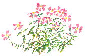 Silene keiskei Miq. var. akaisialpina (Yamazaki) Ohwi et Ohashi タカネビランジ