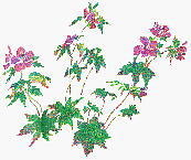 Geranium erianthum DC. チシマフウロ