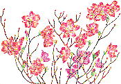 Rhododendron pentaphyllum Maximowicz var. nikoense Komatsu アカヤシオ