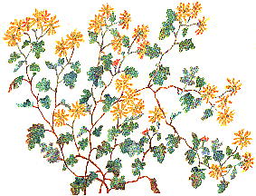 Dendranthema indicum (L.) Des Moulins var. maruyamanum Kitam. オッタチカンギク