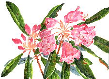 Rhododendron degronianum Carr. subsp. heptamerum (Maxim.) Hara var. hondoense (Nakai) Hara zVNiQ
