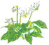 Erythronium japonicum Decne J^N 