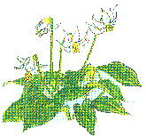 Erythronium japonicum Decne カタクリ 白花