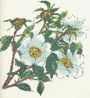 Rosa laevigata Michaux ijCo