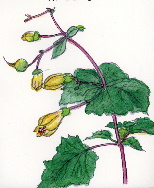 Kirengeshoma palmata Yatabe LQVE}