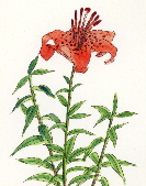 Lilium leichtlinii Hook. f. RIj