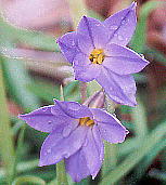 Brodiaea uniflora Engelm. nij