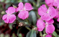 Dianthus kiusianus Makino qn}ifVR
