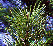 Sciadopitys verticillata RE}L