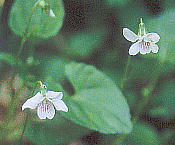 Viola verecunda A. Gray c{X~