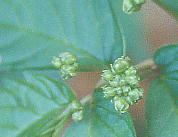 Elatostema umbellatum Blume var. majus Maxim. Eo~\E