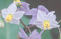 Solanum carolinense L. iXr