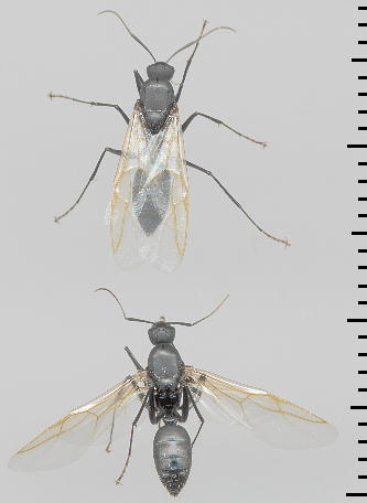 Camponotus japonicus NIIA YA