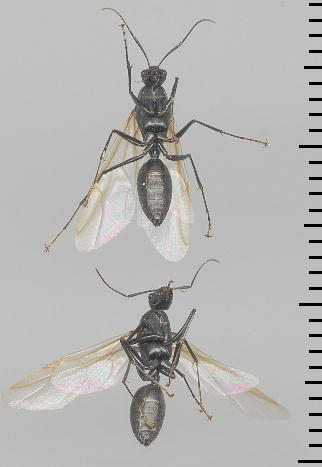 Camponotus japonicus NIIA YA