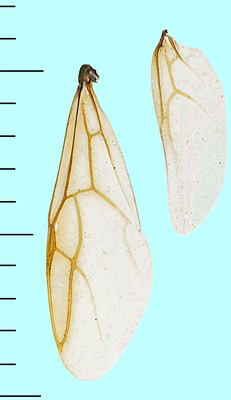 Camponotus japonicus NIIA YAF