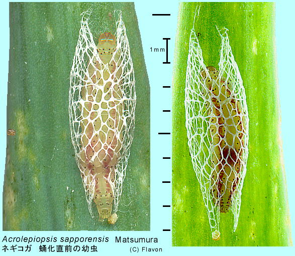 Acrolepiopsis sapporensis Matsumura lMRK c