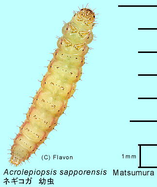 Acrolepiopsis sapporensis Matsumura lMRK c