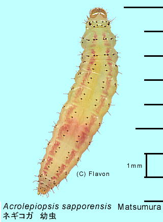 Acrolepiopsis sapporensis Matsumura lMRK c