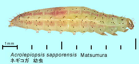 Acrolepiopsis sapporensis Matsumura lMRK c