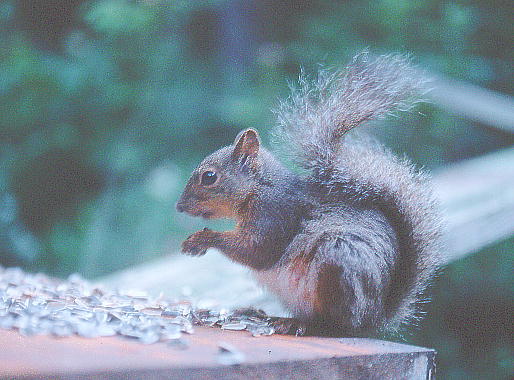 Sciurus lis Temminck jzX