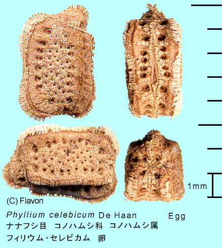 Phyllium celebicum tBEEZrJ 