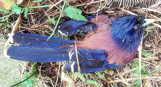 Garrulus lidthi Bonaparte JPX