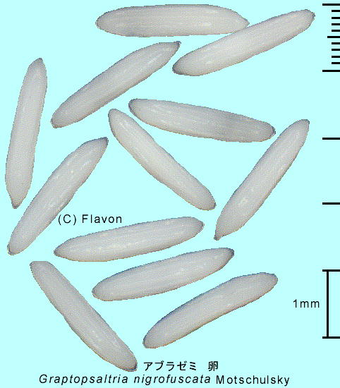 Graptopsaltria nigrofuscata Motschulsky Au[~ 