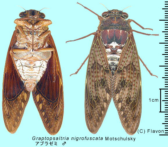 Graptopsaltria nigrofuscata Motschulsky Au[~ 