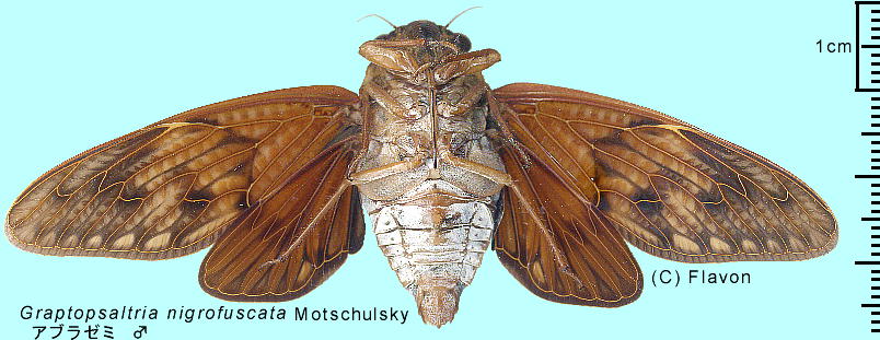 Graptopsaltria nigrofuscata Motschulsky Au[~ 