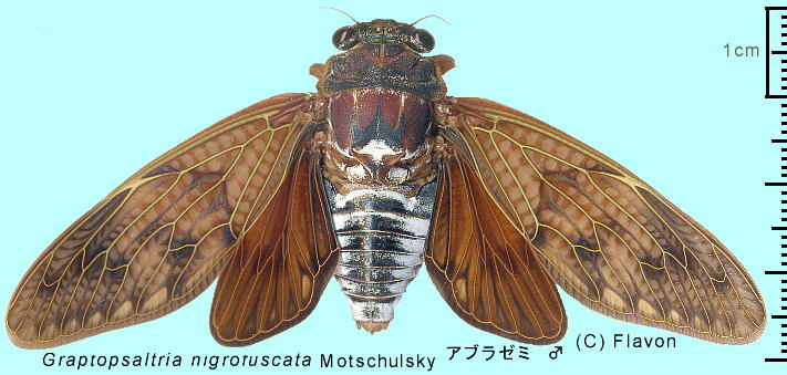 Graptopsaltria nigrofuscata Motschulsky Au[~ 