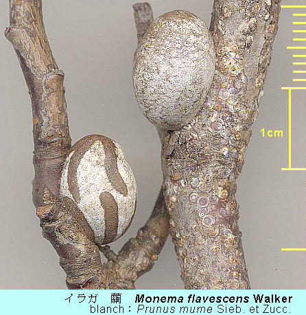 Monema flavescens Walker CK 