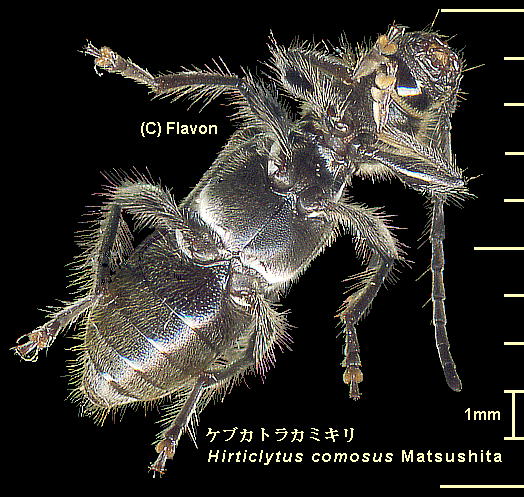 Hirticlytus comosus Matsushita PuJgJ~L 