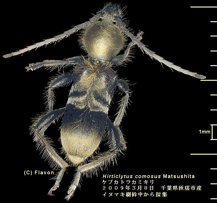 Hirticlytus comosus Matsushita PuJgJ~L 