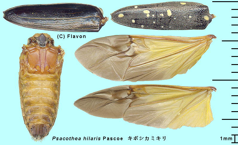 Psacothea hilaris Pascoe L{VJ~L 