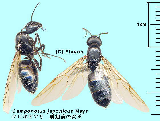 Camponotus japonicus Mayr NIIA A