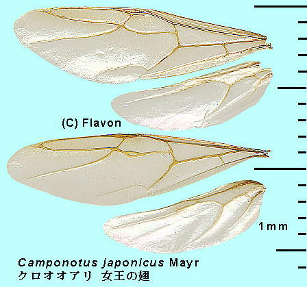 Camponotus japonicus Mayr NIIA A