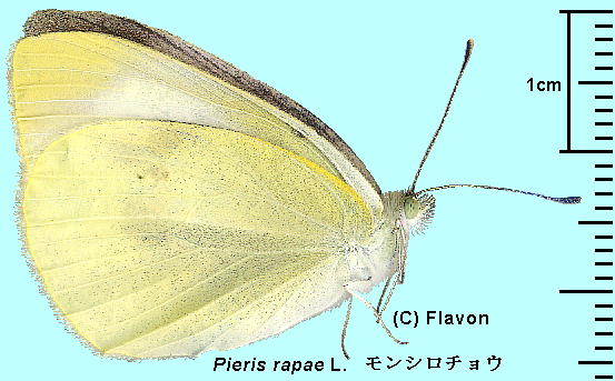 Pieris rapae L. V`E 