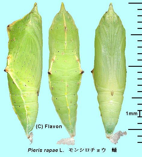 Pieris rapae L. V`E 