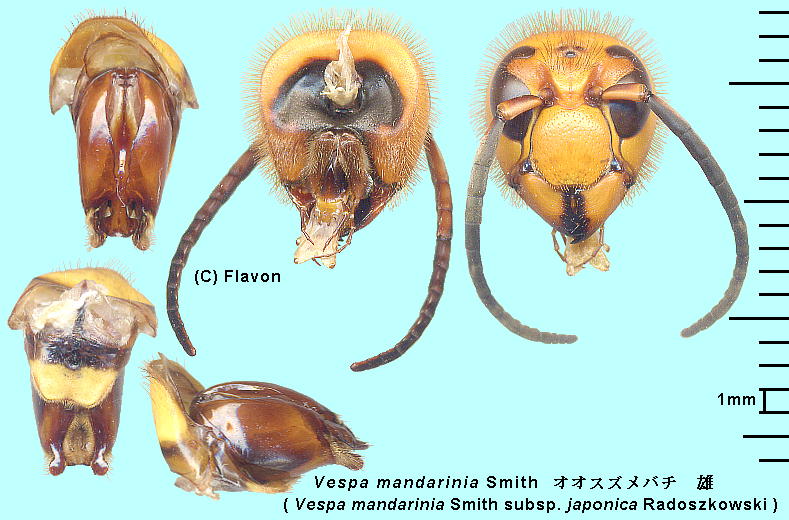 Vespa mandarinia Smith IIXYo` Y̓Ɣ