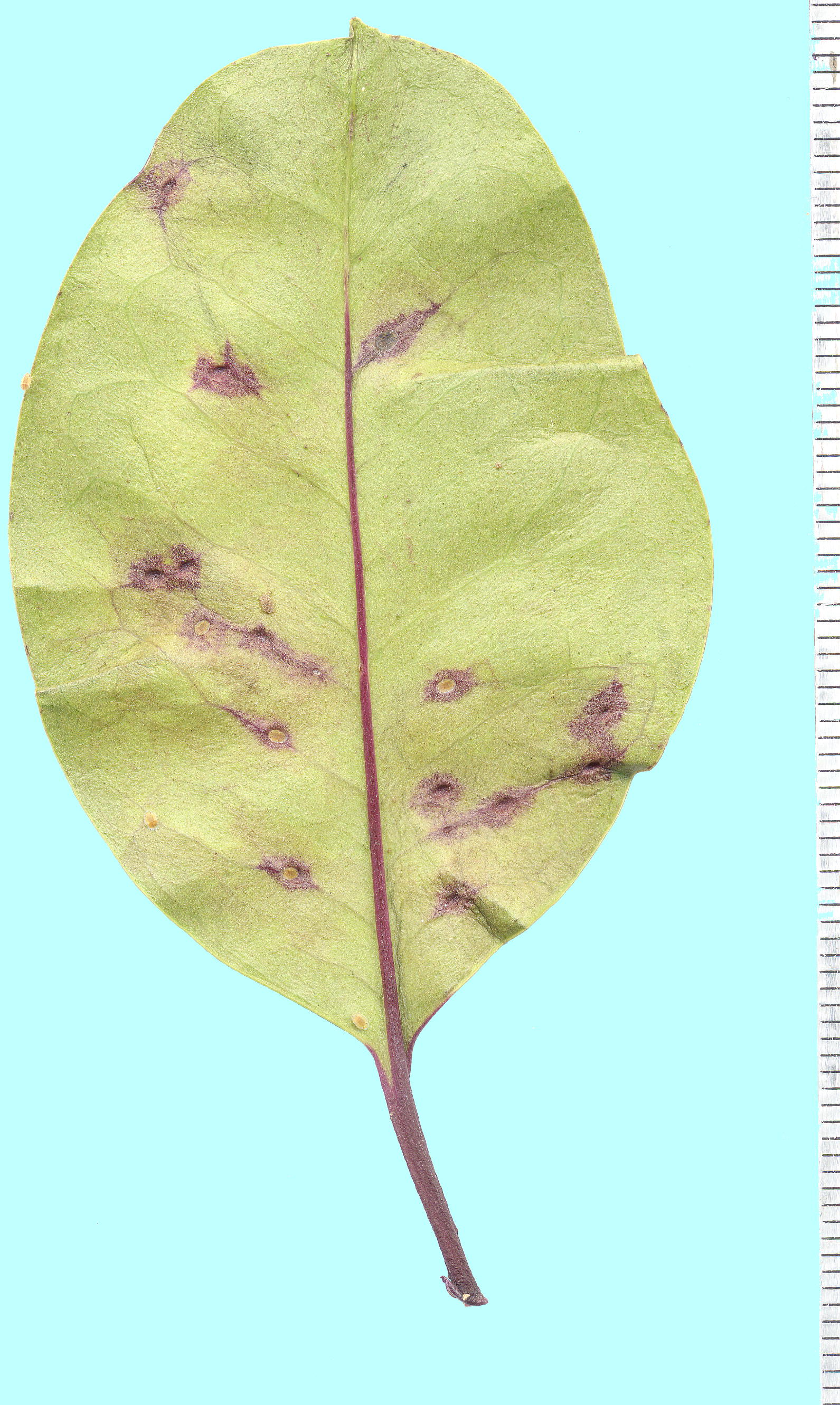 Trioza formosana Kuwayama ^CgKLW~ c Ilex integra Thunb. `mL̗t