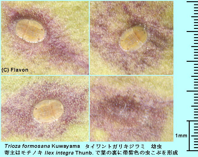 Trioza formosana Kuwayama ^CgKLW~ c