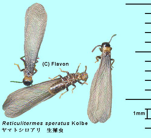 Reticulitermes speratus Kolbe }gVA B