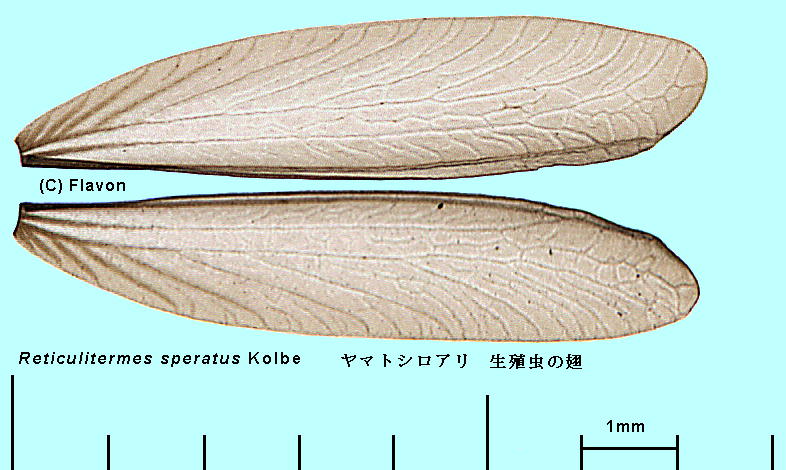 Reticulitermes speratus Kolbe }gVA B