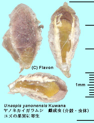 Unaspis yanonensis Kuwana mlJCKV 