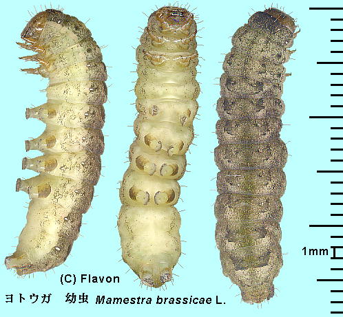 Mamestra brassicae L. gEK Iߗc
