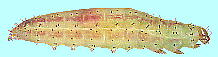 Acrolepiopsis sapporensis ネギコガ 幼虫