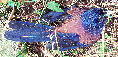 Garrulus lidthi Bonaparte ルリカケス