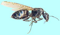 Camponotus japonicus Mayr NIIA A